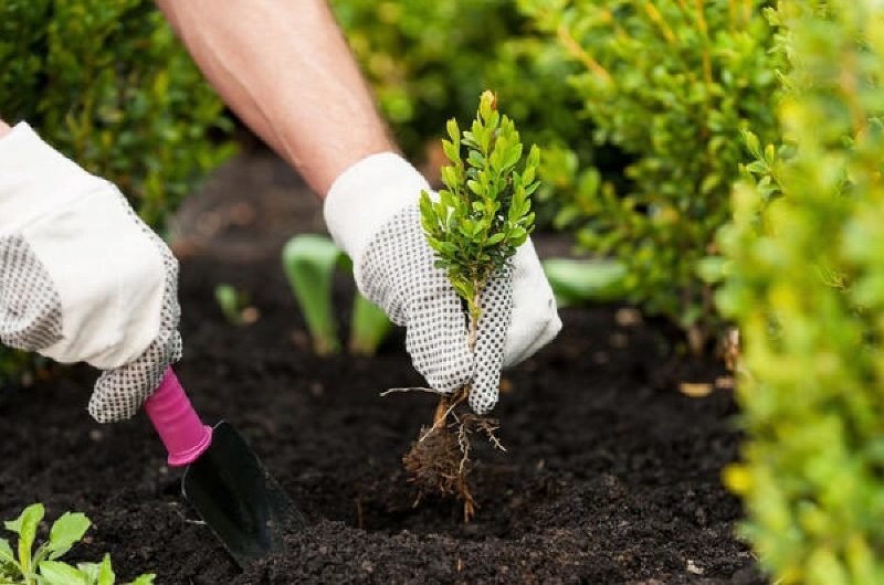 Сонник Сажать