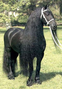 Клички для породистых лошадей