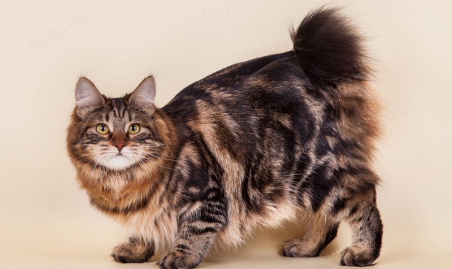 Порода кошек бобтейл