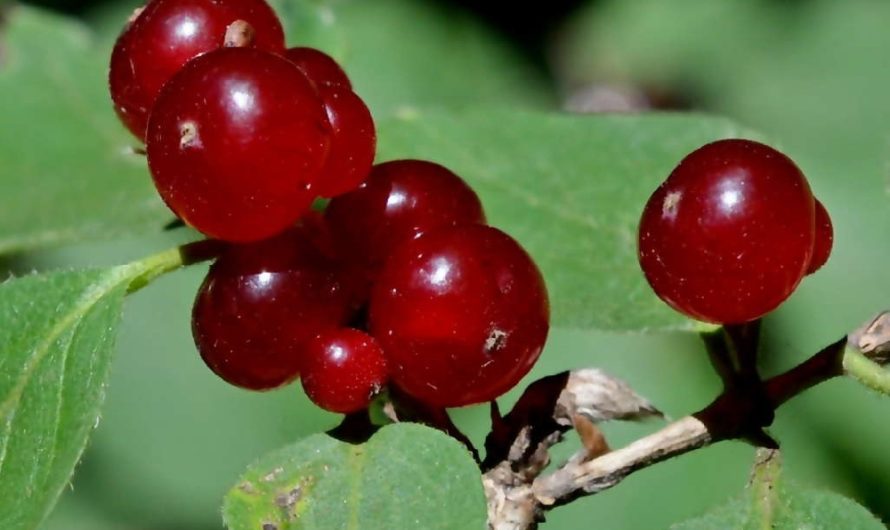 Сонник: Ягода