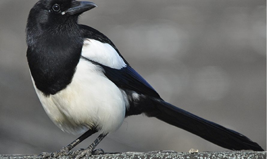 Сонник Сорока