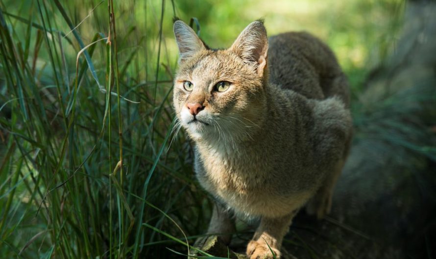 Порода Камышовых кошек