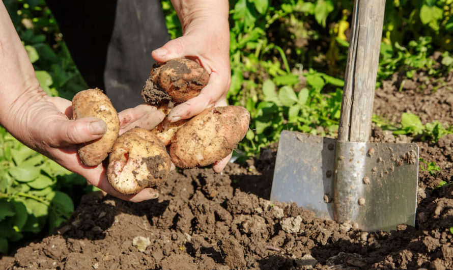 Сонник: Выкапывать