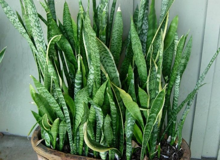 Цветок тёщин язык: приметы