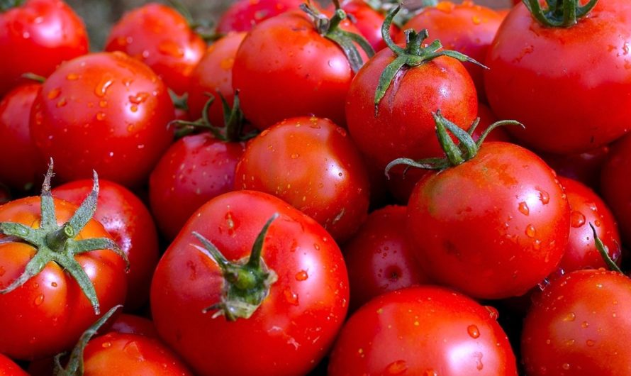 Сонник — Помидора толкование Помидоры