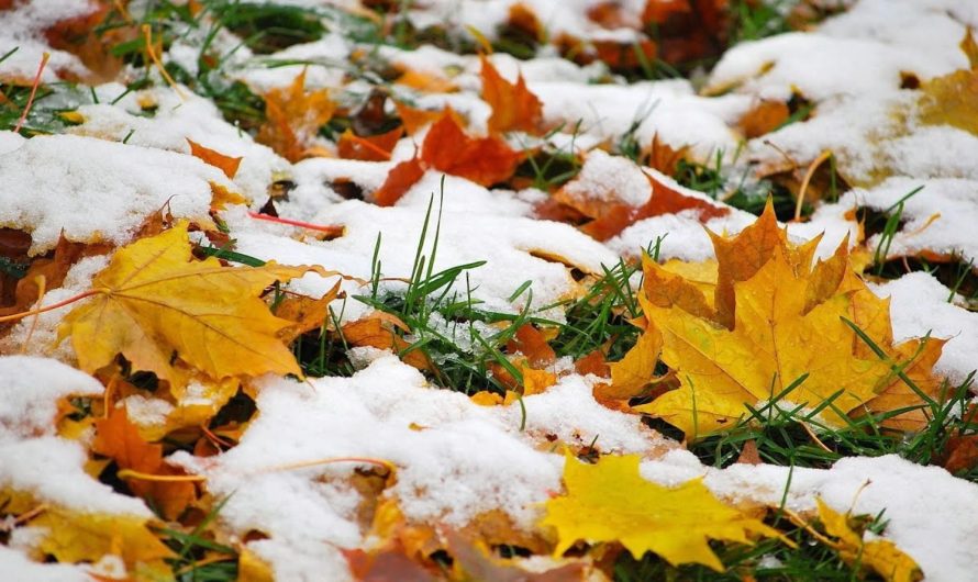 Народные приметы про первый снег