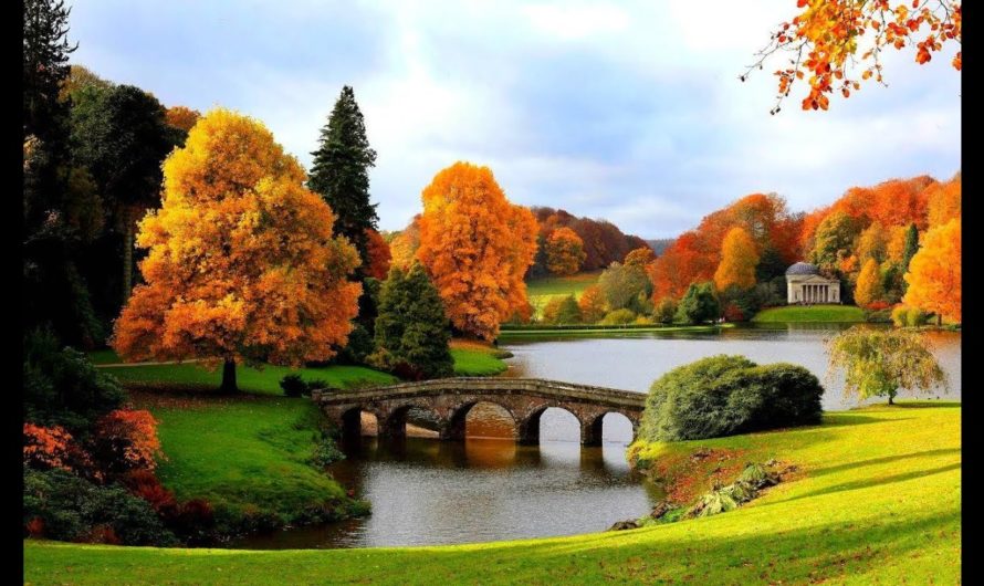 Сонник Осень