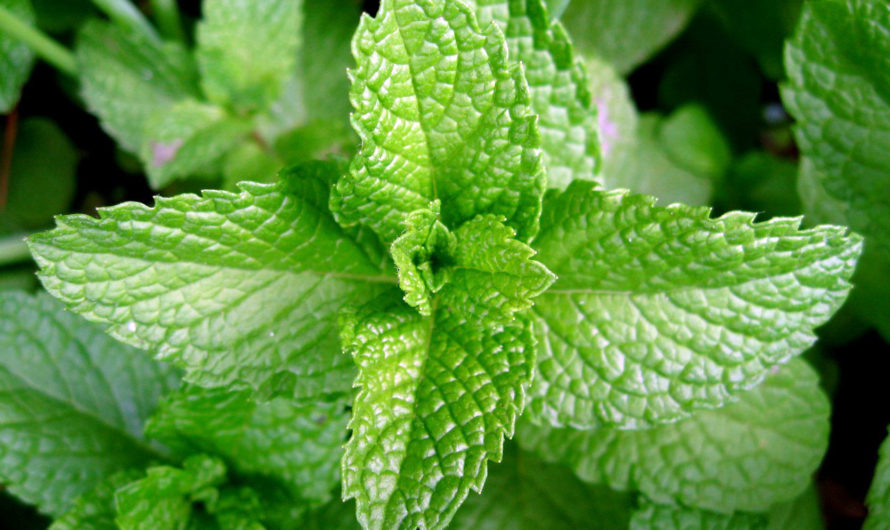 Сонник Мята