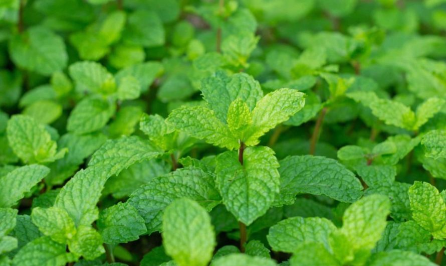 Мята при беременности
