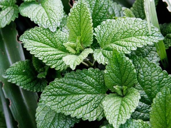 Мята полезные свойства