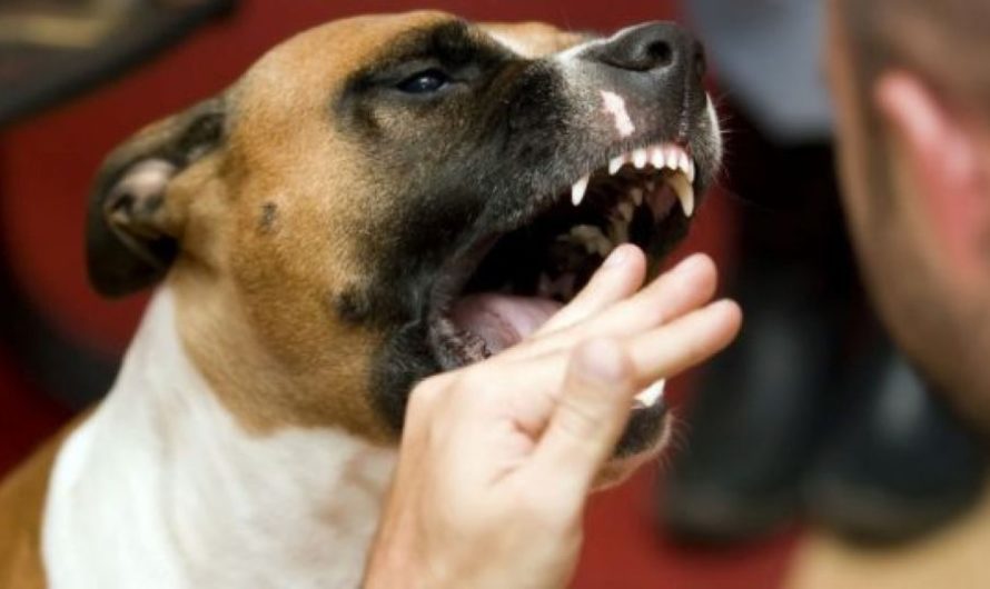 Сонник: Укусили