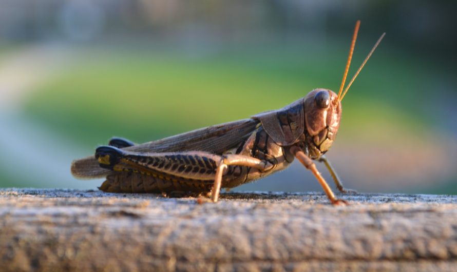 Сонник Саранча