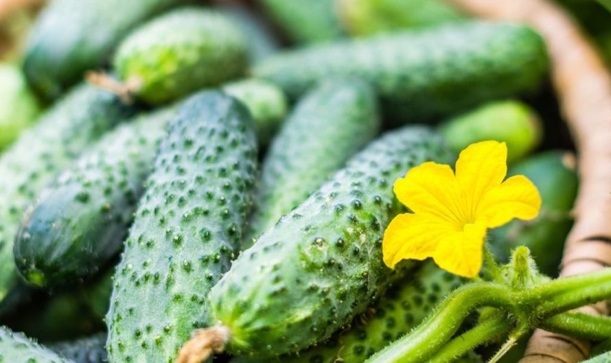 Огурцы: калории