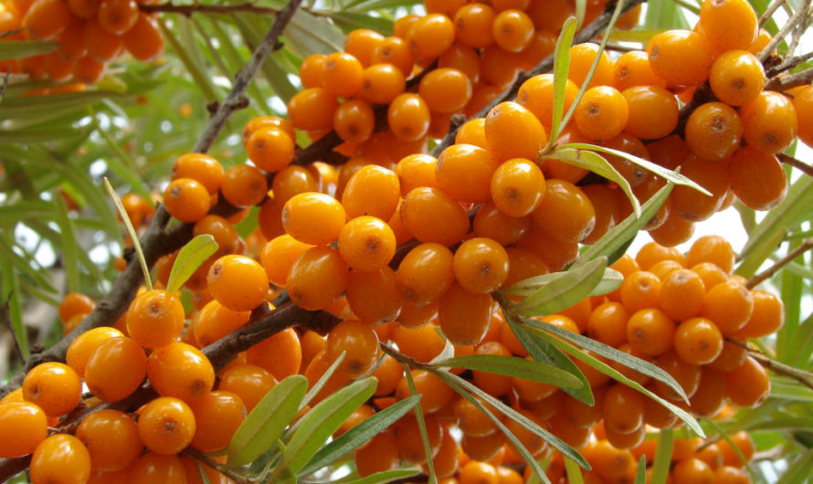 Сонник Облепиха