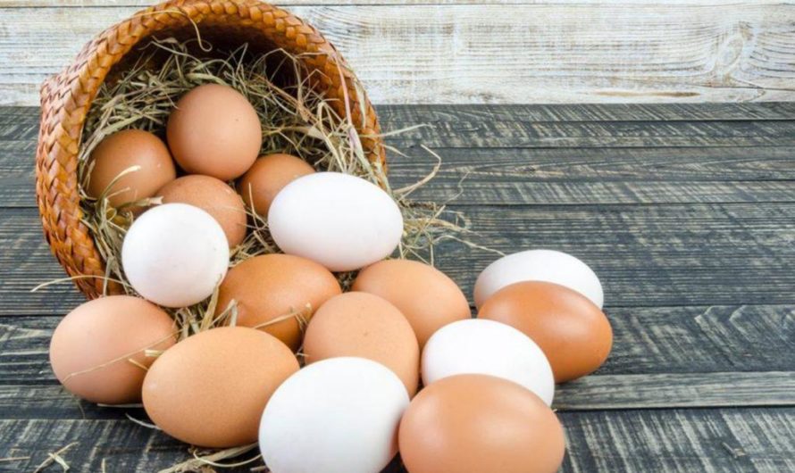 Приметы: Яйцо