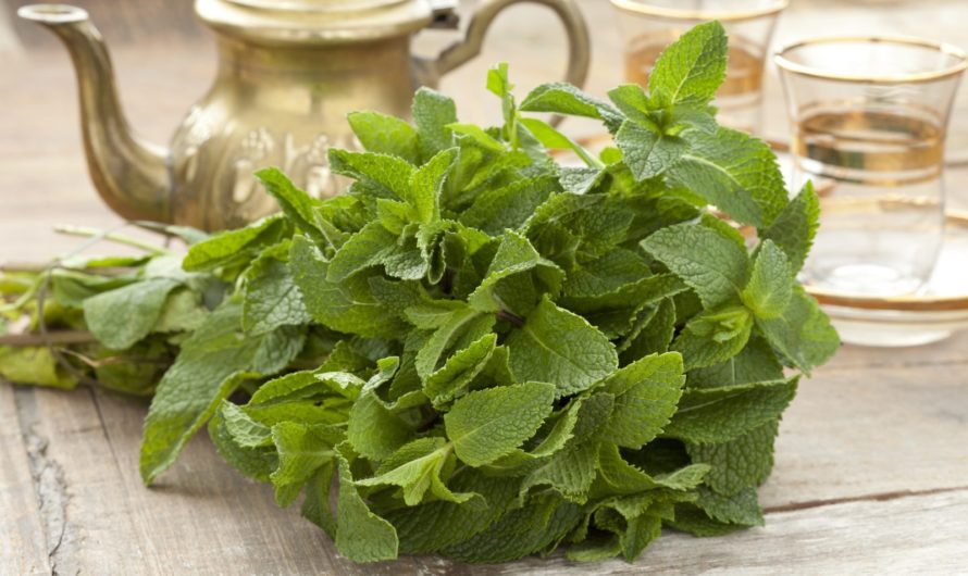 Мята перечная