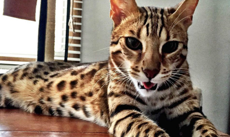 Какие породы кошек бывают