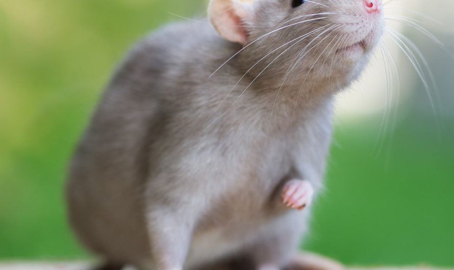 Сонник крыса  — К чему снится Крыса