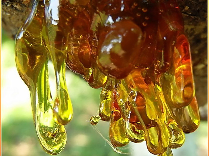 Сонник — Смола толкование Смолы