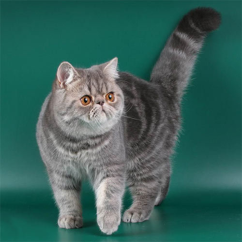 Порода Кошек Экзот