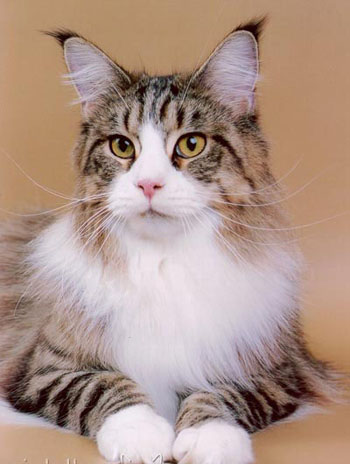 Порода Кошек Мейн Кун