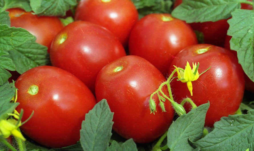 Помидор: калории