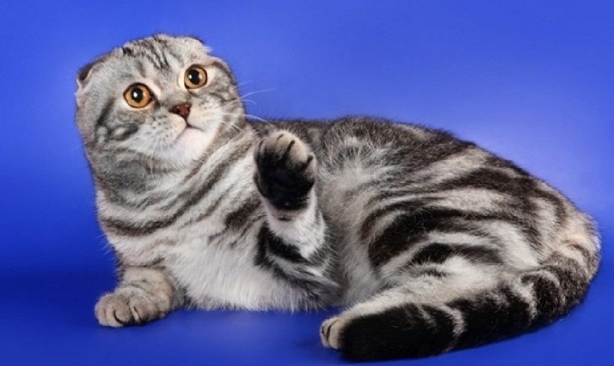 Порода Кошек шотландская вислоухая