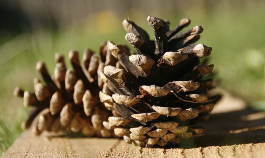 Сонник — Шишка толкование