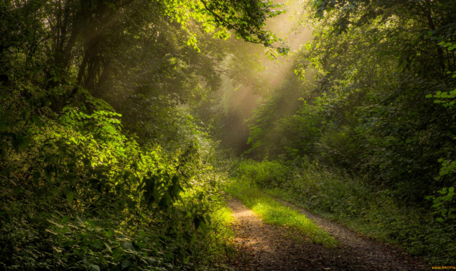 Сонник: Тропа