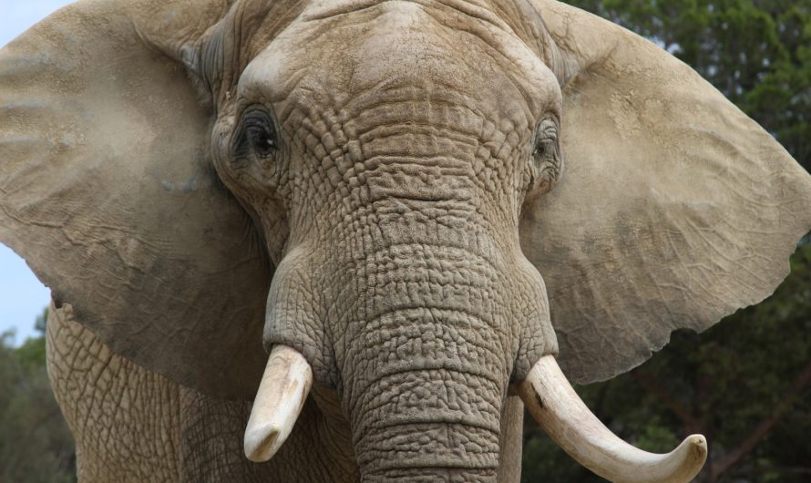 Сонник — Слон толкование