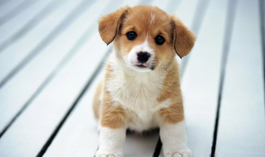 Сонник Щенок — толкование