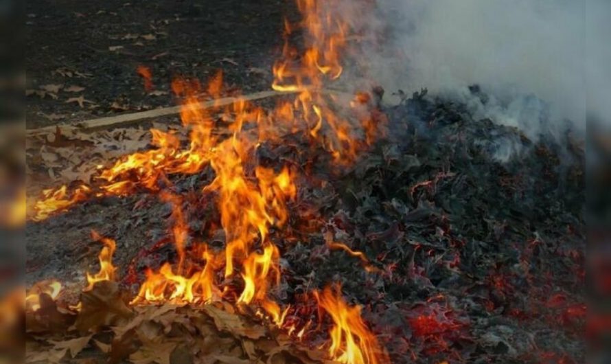 Сонник Сжигать