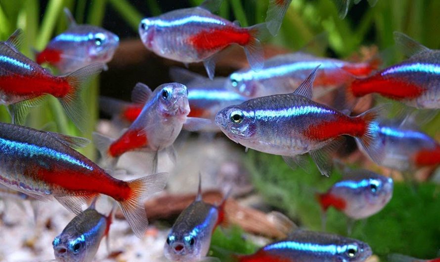 Приснились Рыбки аквариумные Сонник