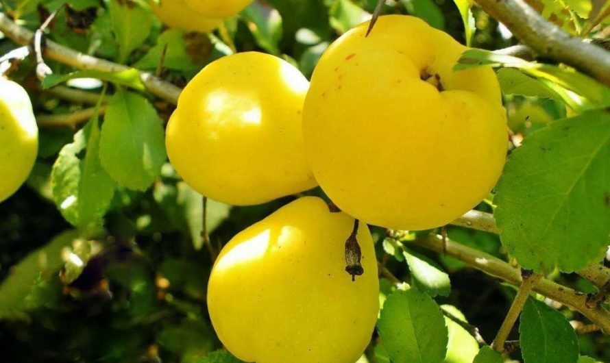 Айва: калории