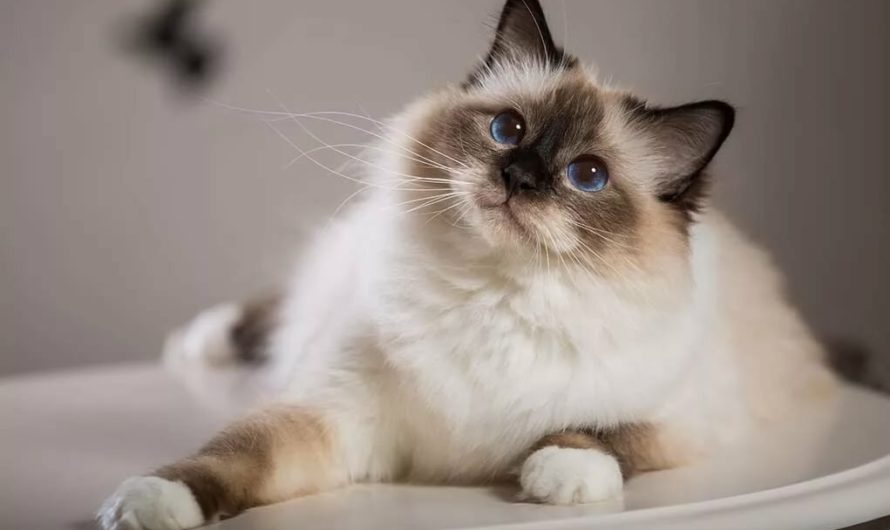 Порода Сиамских Кошек