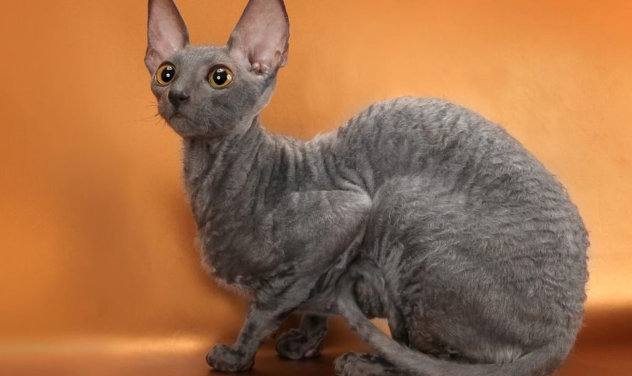 Порода кошек Рекс фото Описание пород Рекс
