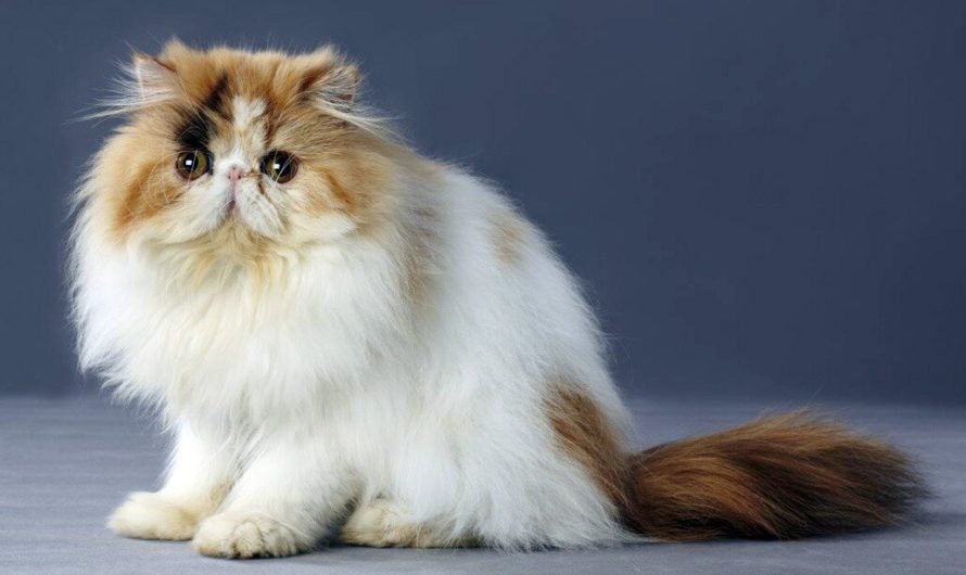 Порода кошек Перс