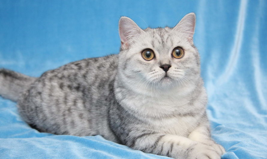Порода кошек Британец