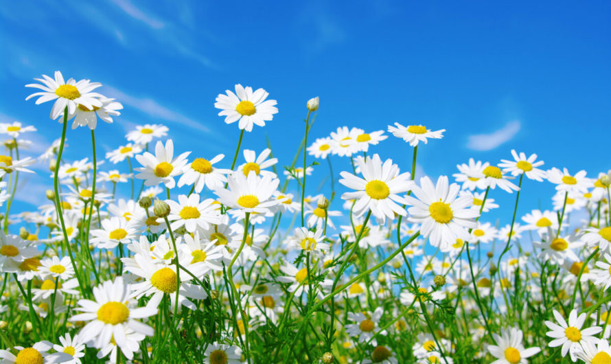 Ромашка для волос