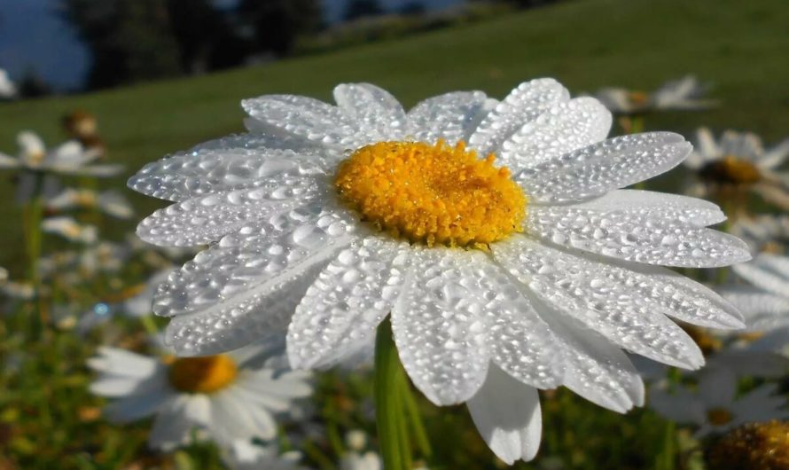 Настой ромашки