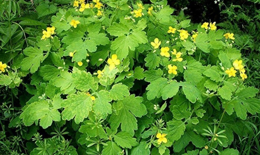 Растение чистотел: применение