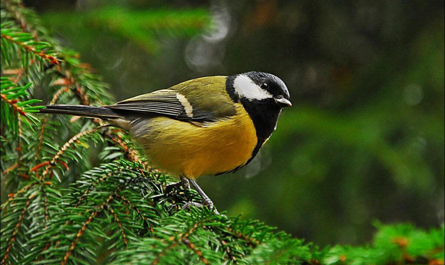 Народные приметы про синицу