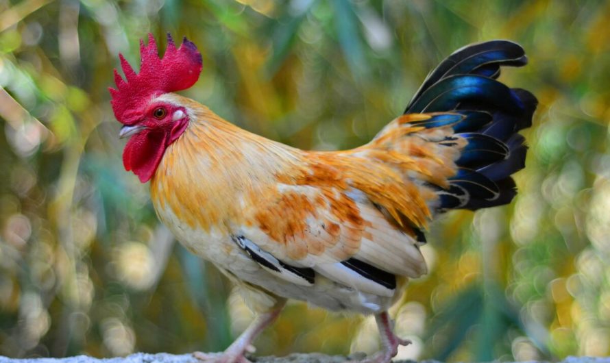 Приметы: Петух