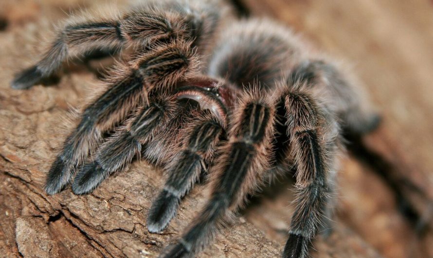 Приметы Паук