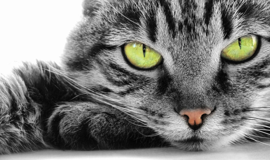 Приметы: Кошка