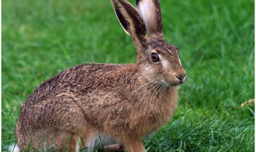 Заяц: народные приметы