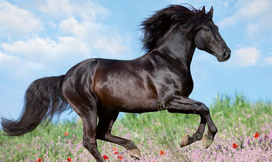 Лошадь: народные приметы