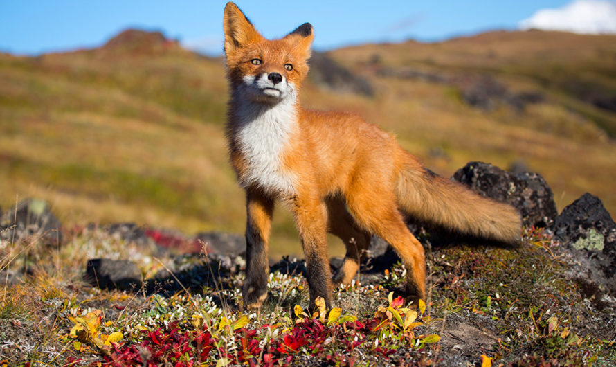 Лиса: народные приметы