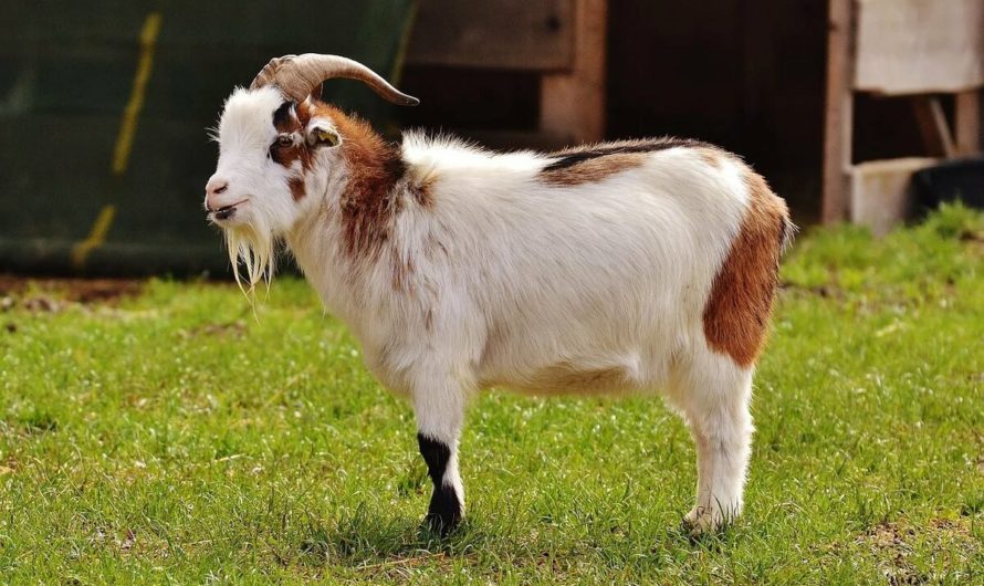 Коза: народные приметы
