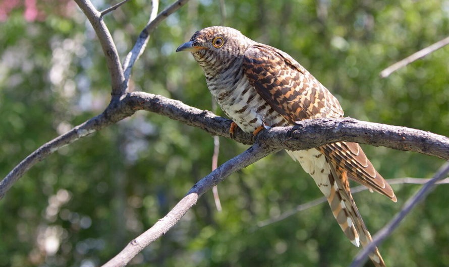 Кукушка: приметы